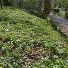 Frühlingsblumen im Pasinger Stadtpark