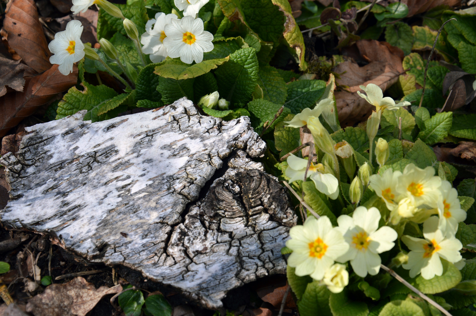 Frühlingsblumen im Wald