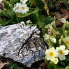 Frühlingsblumen im Wald