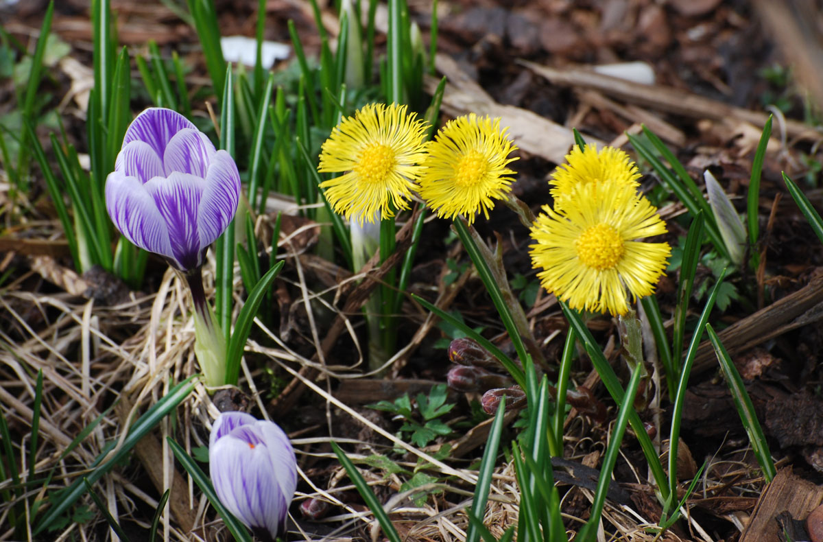 Frühlingsblumen in Askim. Norwegen heute 130315