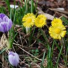 Frühlingsblumen in Askim. Norwegen heute 130315