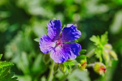 Frühlingsblumen in einem Bauerngarten