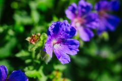 Frühlingsblumen in einem Bauerngarten