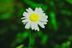Frühlingsblumen in einem Bauerngarten