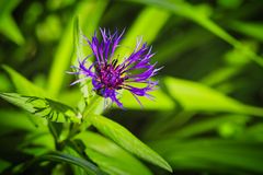 Frühlingsblumen in einem Bauerngarten