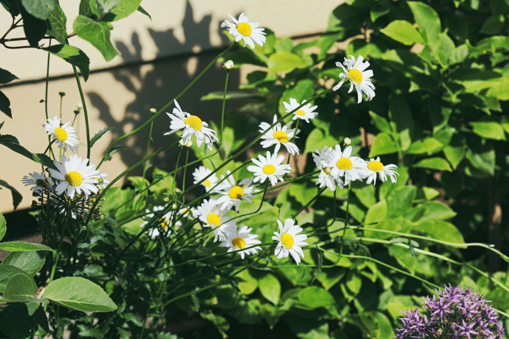 Frühlingsblumen in einem Bauerngarten