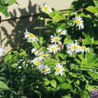 Frühlingsblumen in einem Bauerngarten