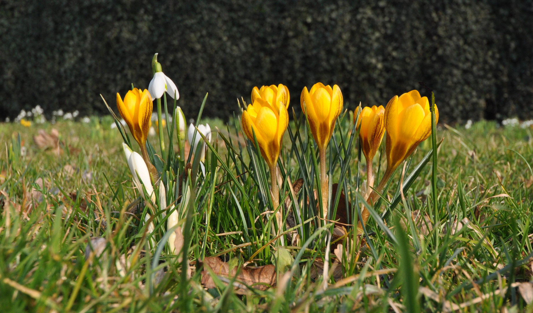 Frühlingsblumen in Göttingen 2011