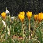 Frühlingsblumen in Göttingen 2011