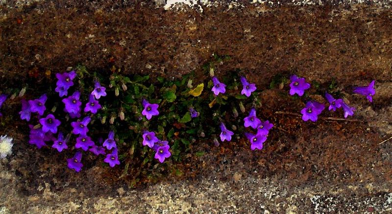 Frühlingsblumen in Rhodos