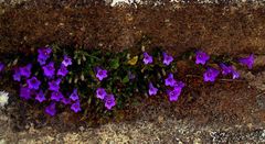 Frühlingsblumen in Rhodos