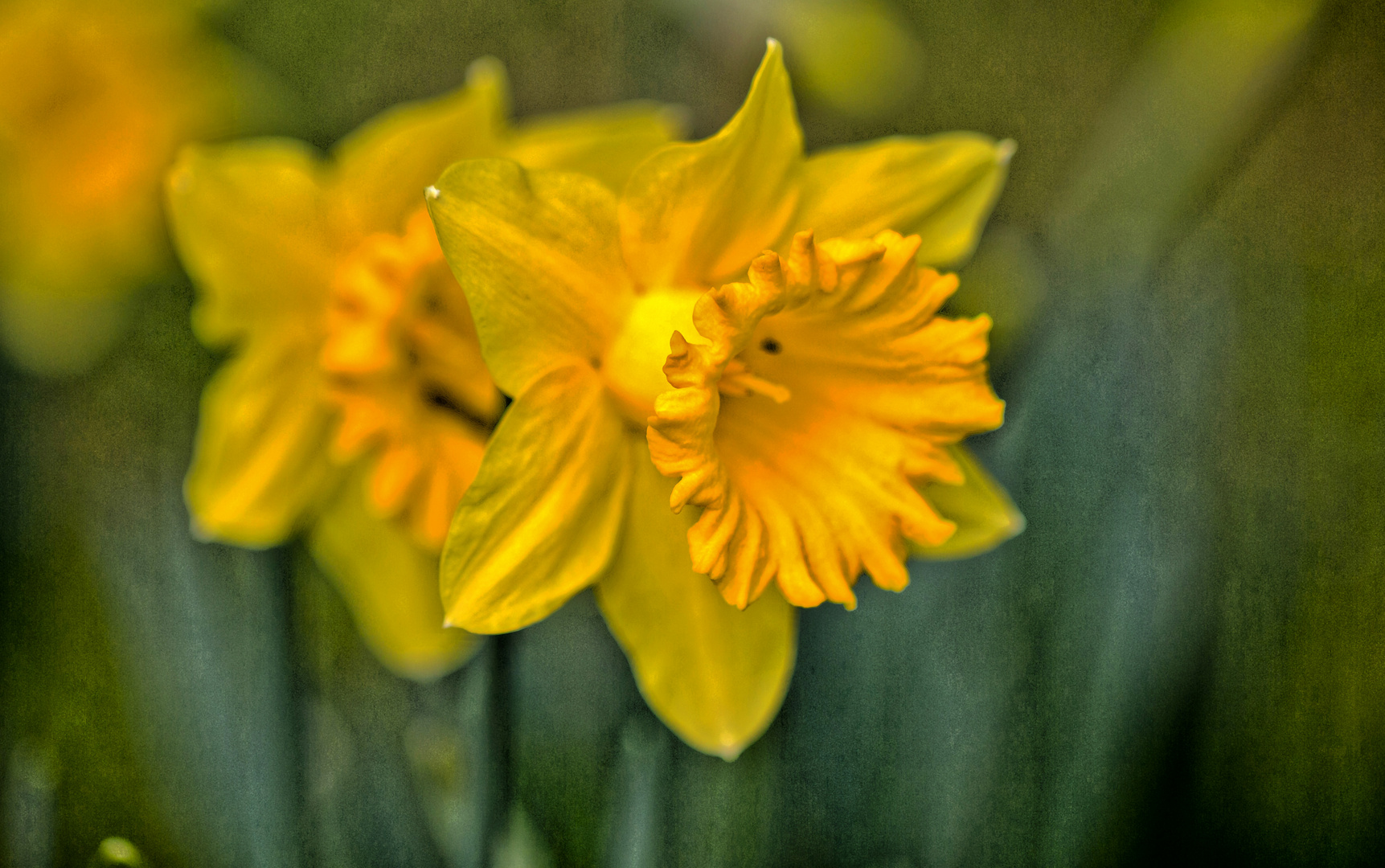 Frühlingsblumen - Narzissen