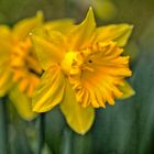 Frühlingsblumen - Narzissen
