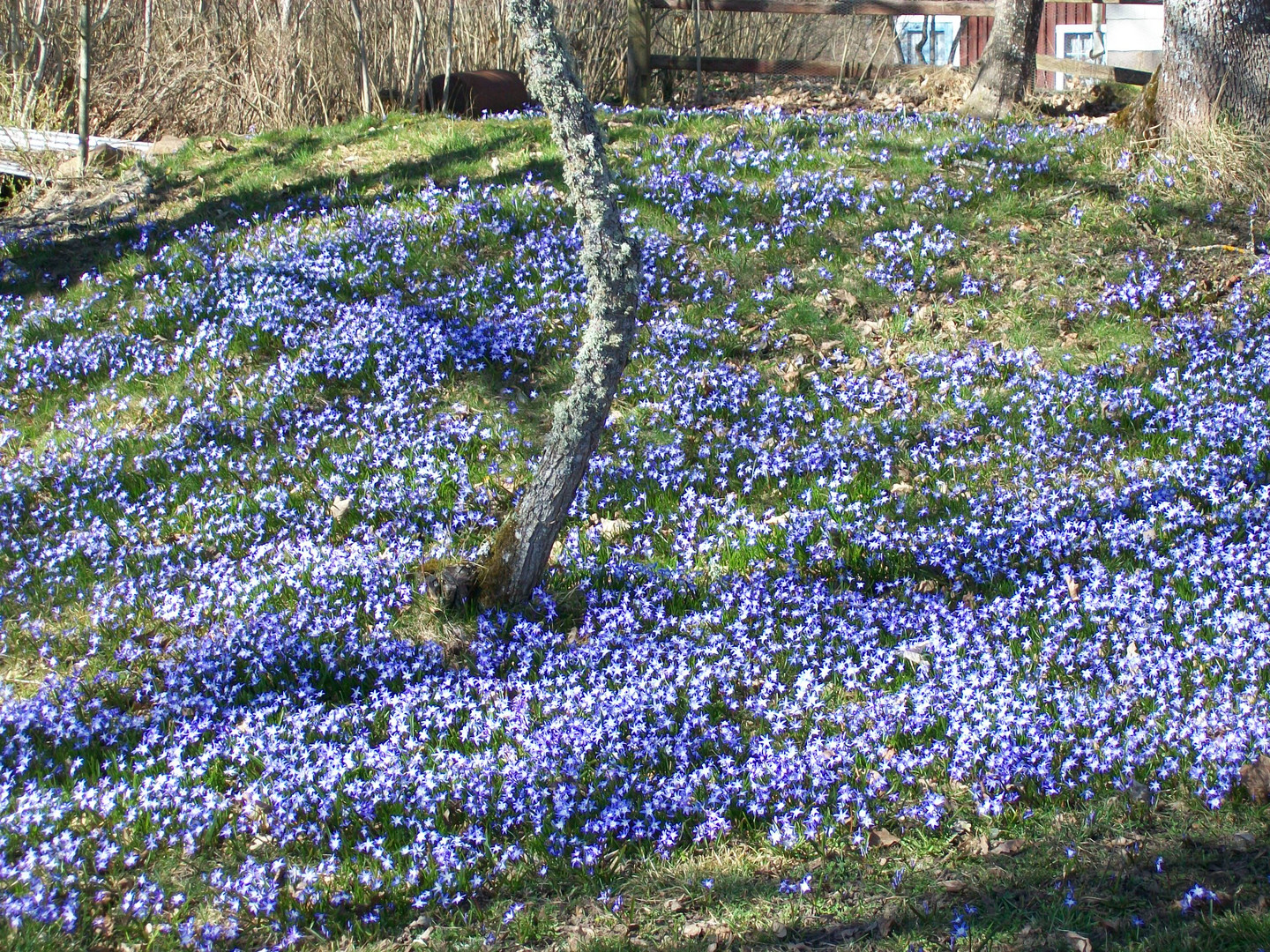 Frühlingsblumen-Scilla.