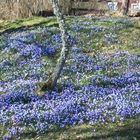 Frühlingsblumen-Scilla.