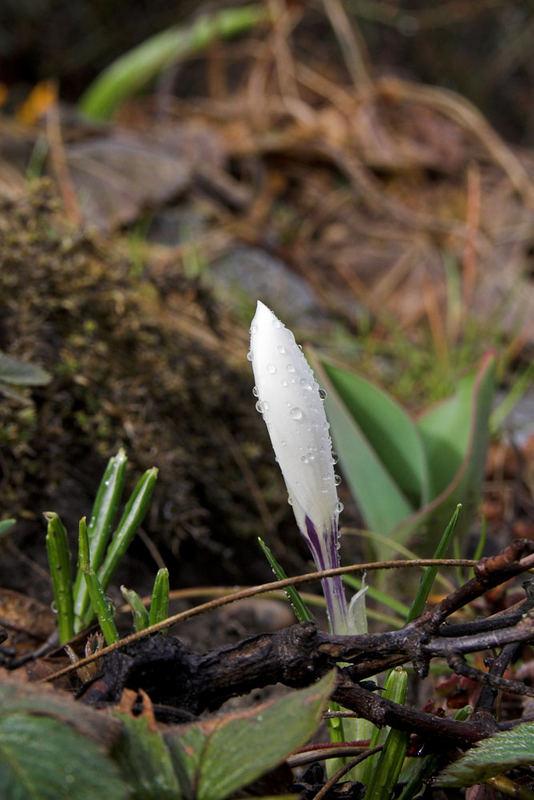 Frühlingsblumen vertreiben den Winter