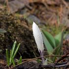 Frühlingsblumen vertreiben den Winter