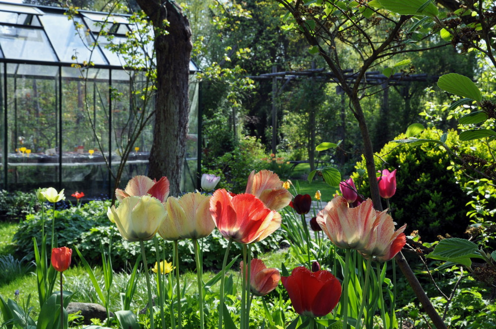 Frühlingsblumen vor Gewächshaus