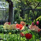 Frühlingsblumen vor Gewächshaus