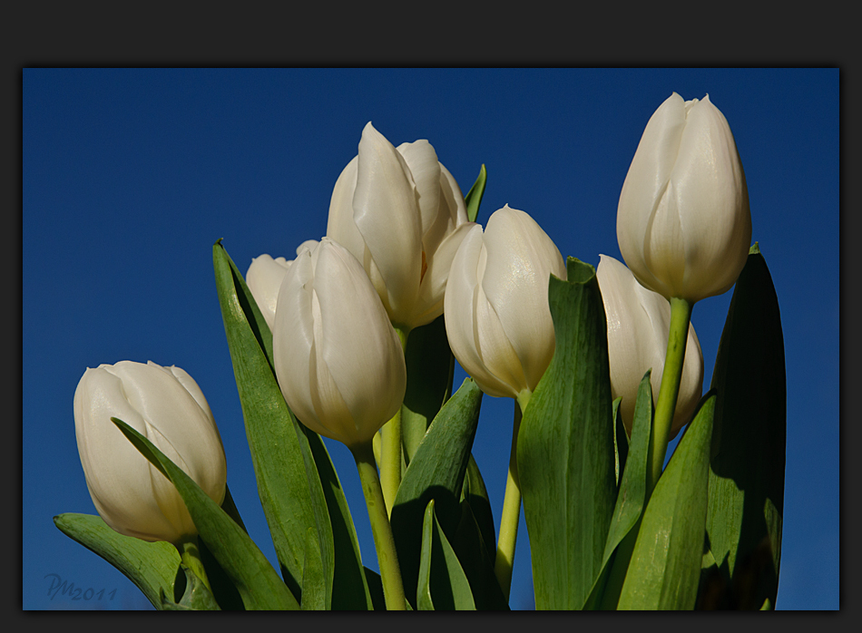 Frühlingsblumen vor strahlend blauem Himmel