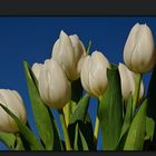 Frühlingsblumen vor strahlend blauem Himmel