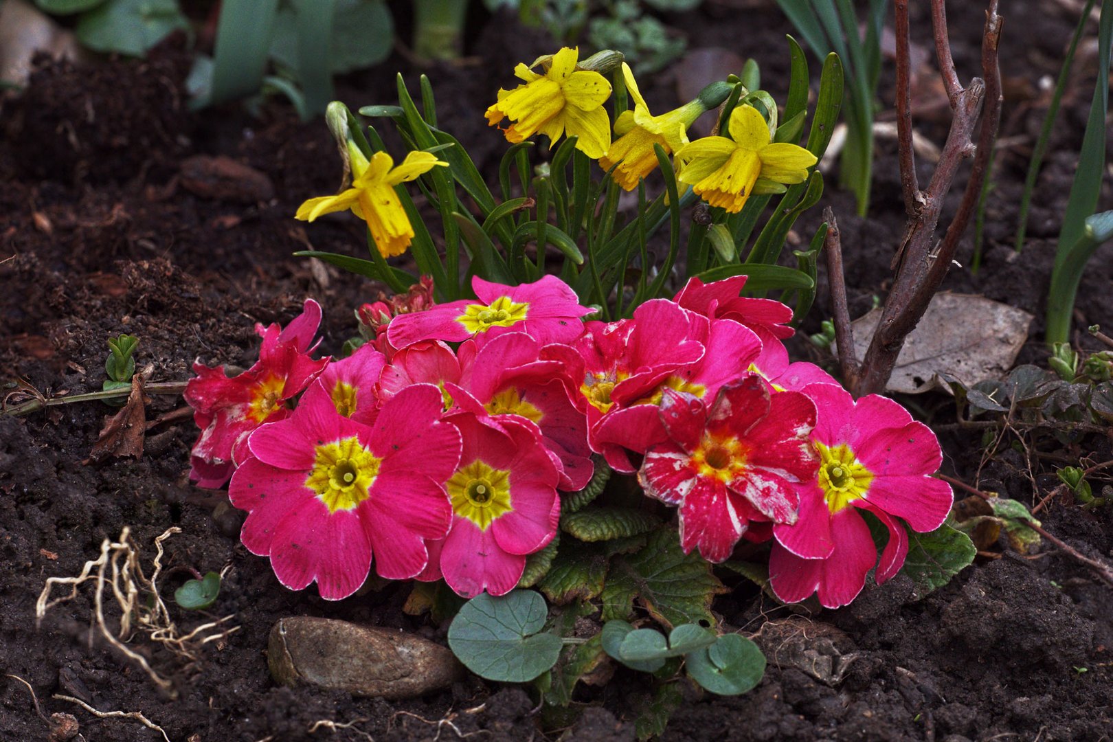 Frühlingsblumen zum Osterausklang Foto & Bild | frühling, ostern, natur