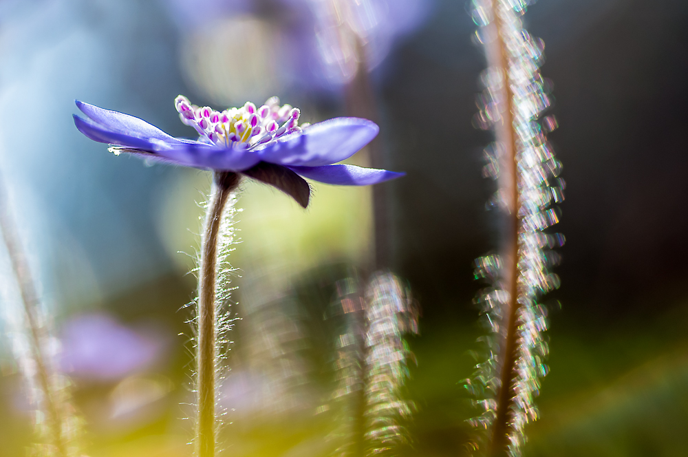 Frühlingsblumen02