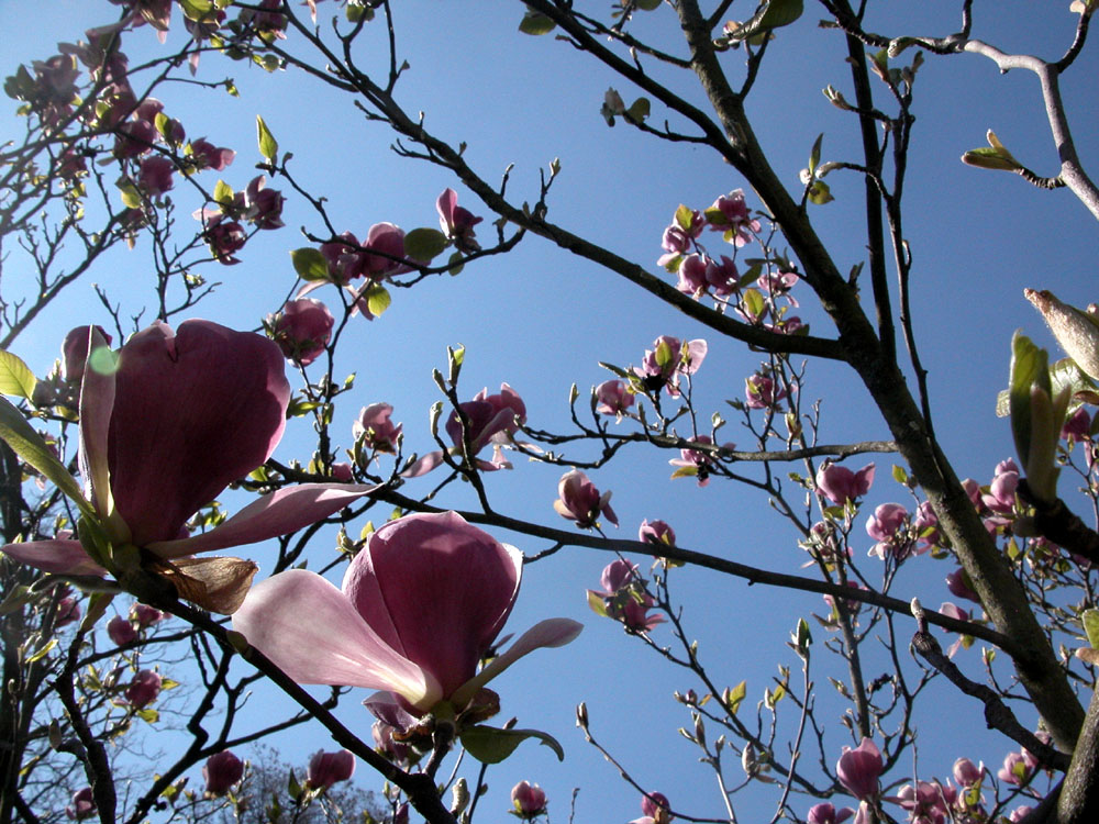 FrühlingsBlumen1