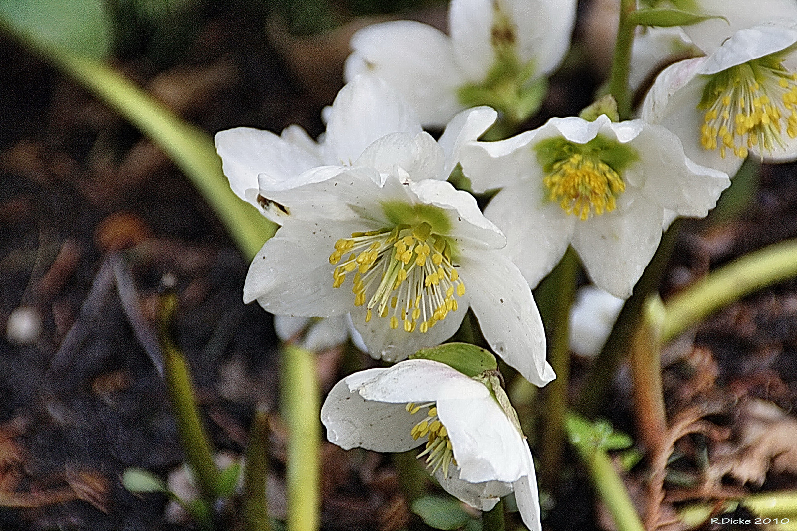 Frühlingsblumen1