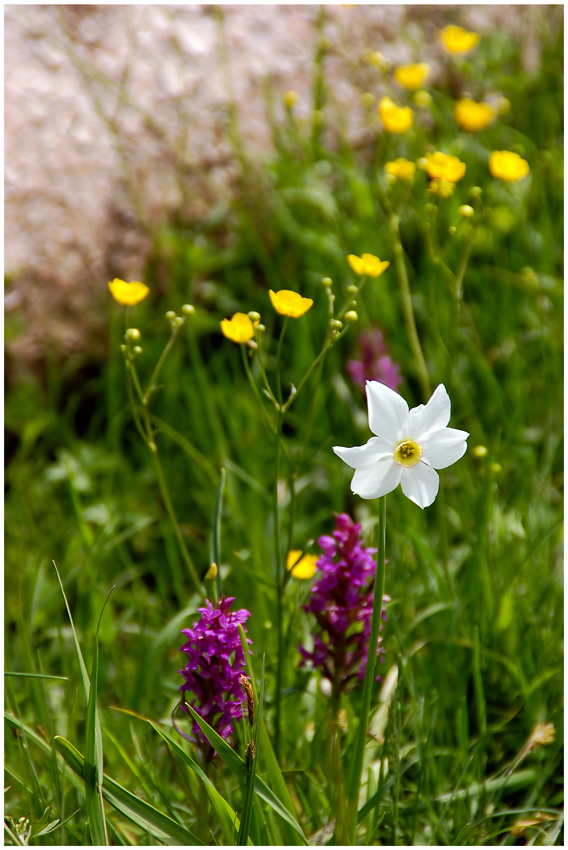 Frühlingsblumenpracht