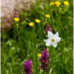 Frühlingsblumenpracht