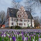 Frühlingsblumenteppich vor dem Schloss