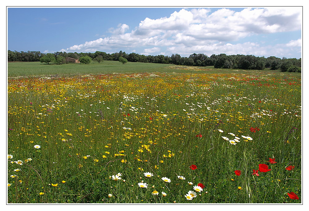 Frühlingsblumenwiese Foto & Bild jahreszeiten, frühling, landschaften