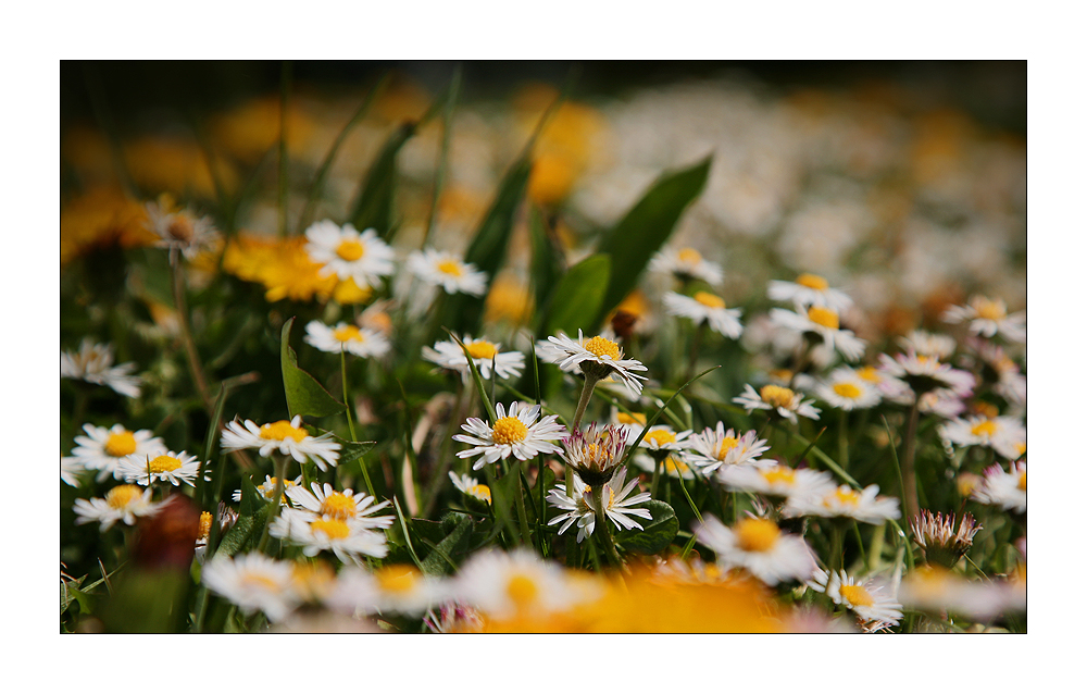 Frühlingsblumenwiese