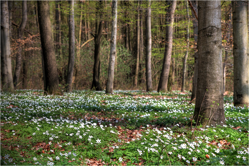 Frühlingsboden