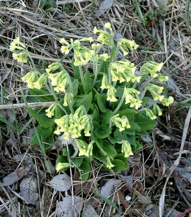 Frühlingsboden