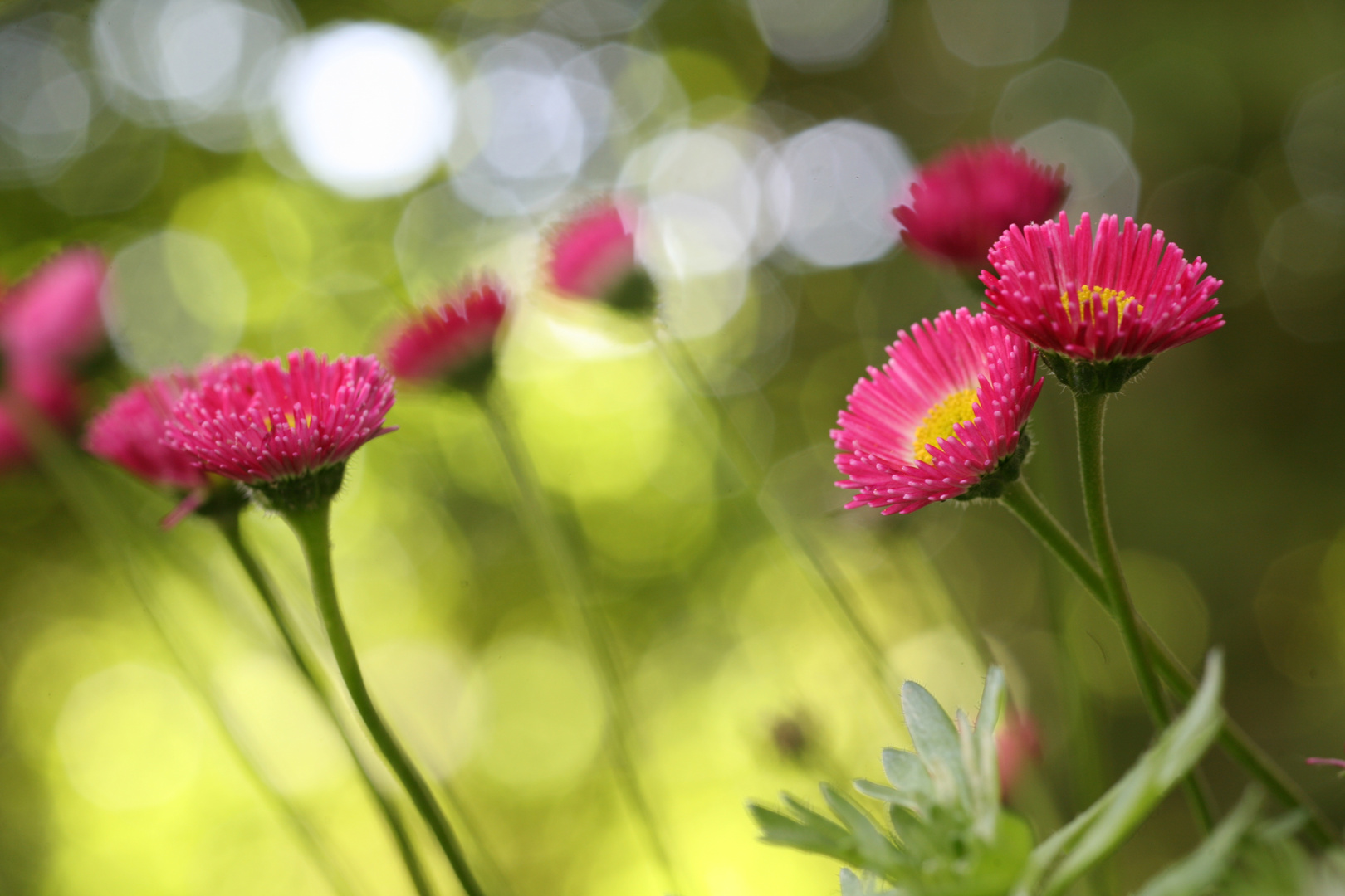 Frühlingsbokeh