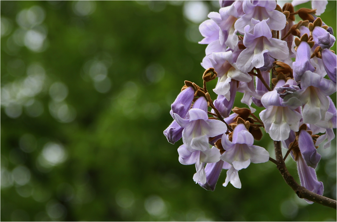 Frühlingsbokeh