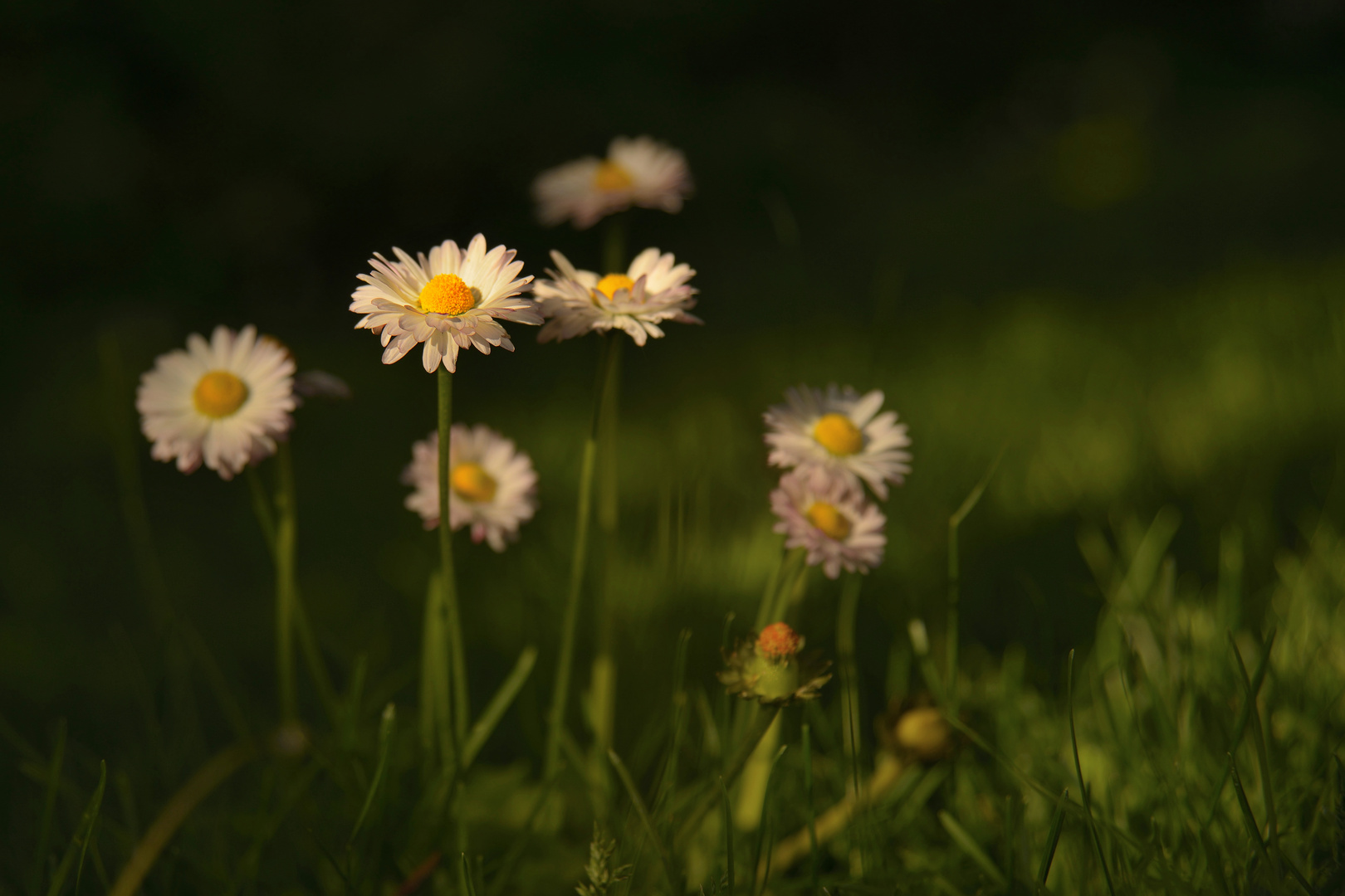 Frühlingsbooten