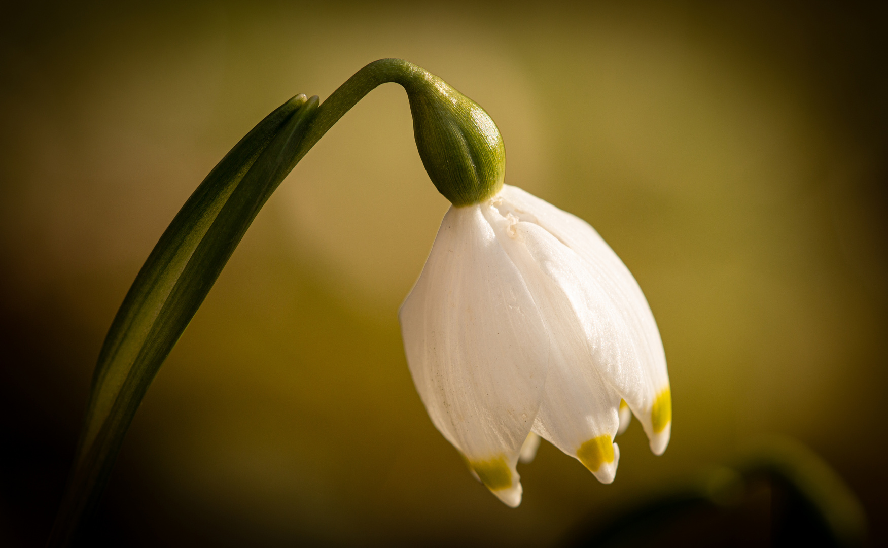 Frühlingsbote