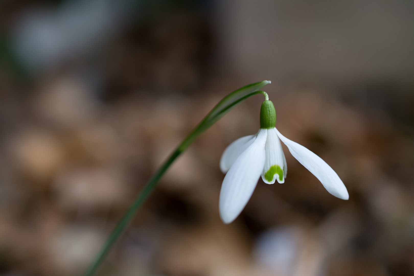 Frühlingsbote