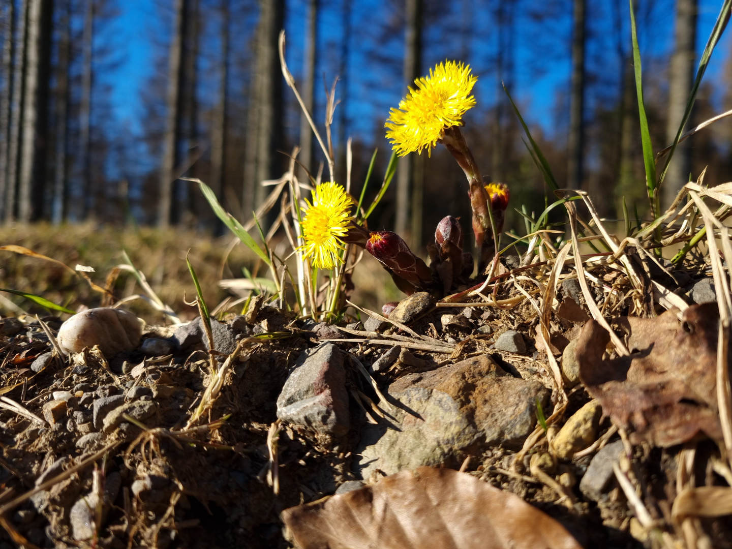 Frühlingsbote