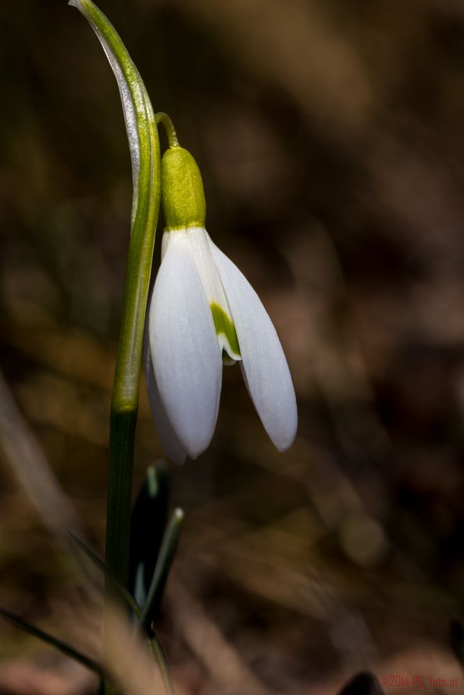 Frühlingsbote