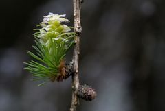 Frühlingsbote