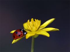 Frühlingsbote