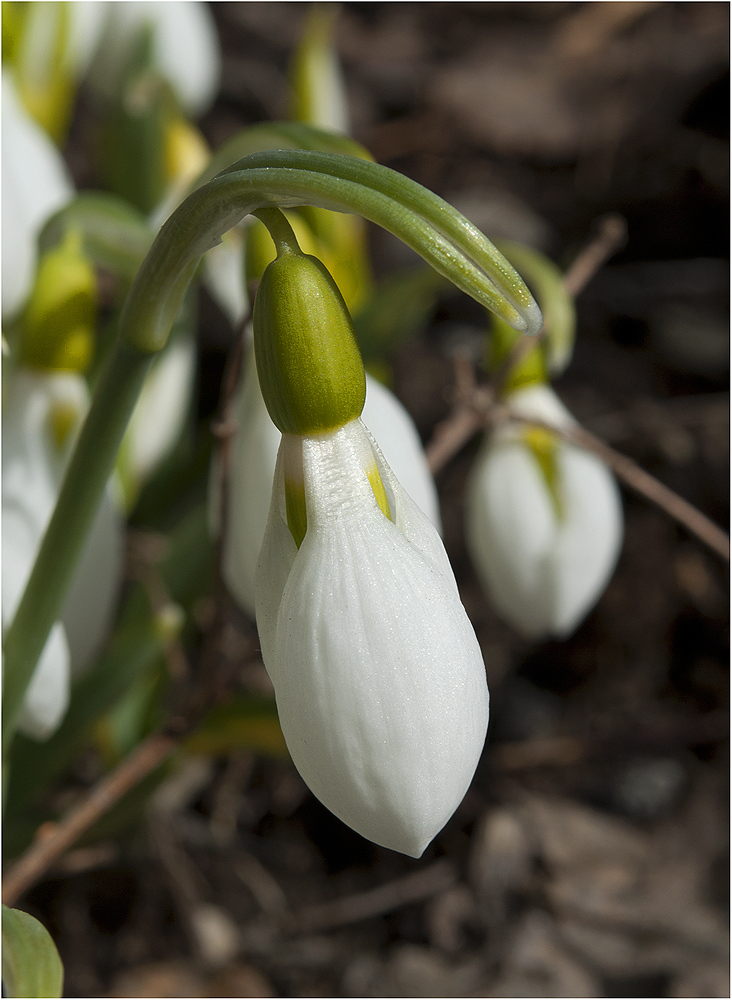 Frühlingsbote