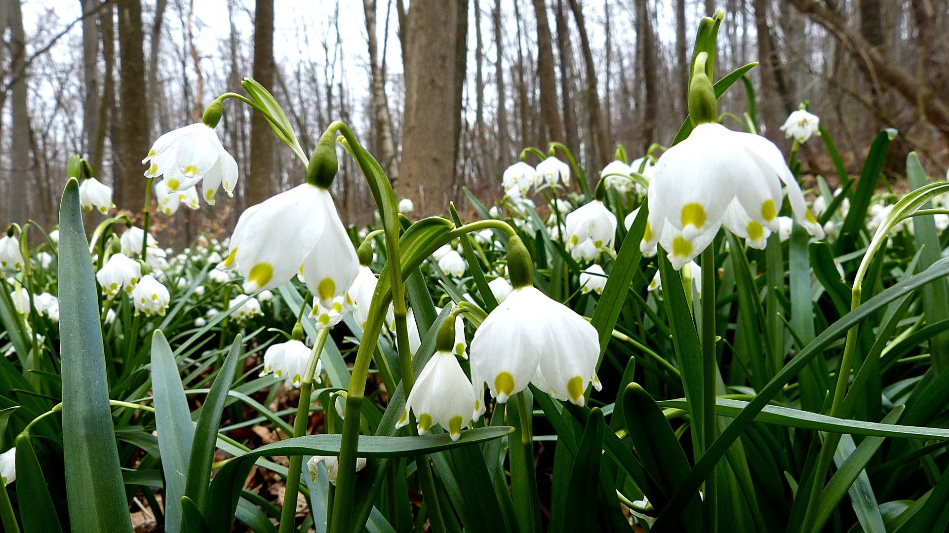 Frühlingsbote 2