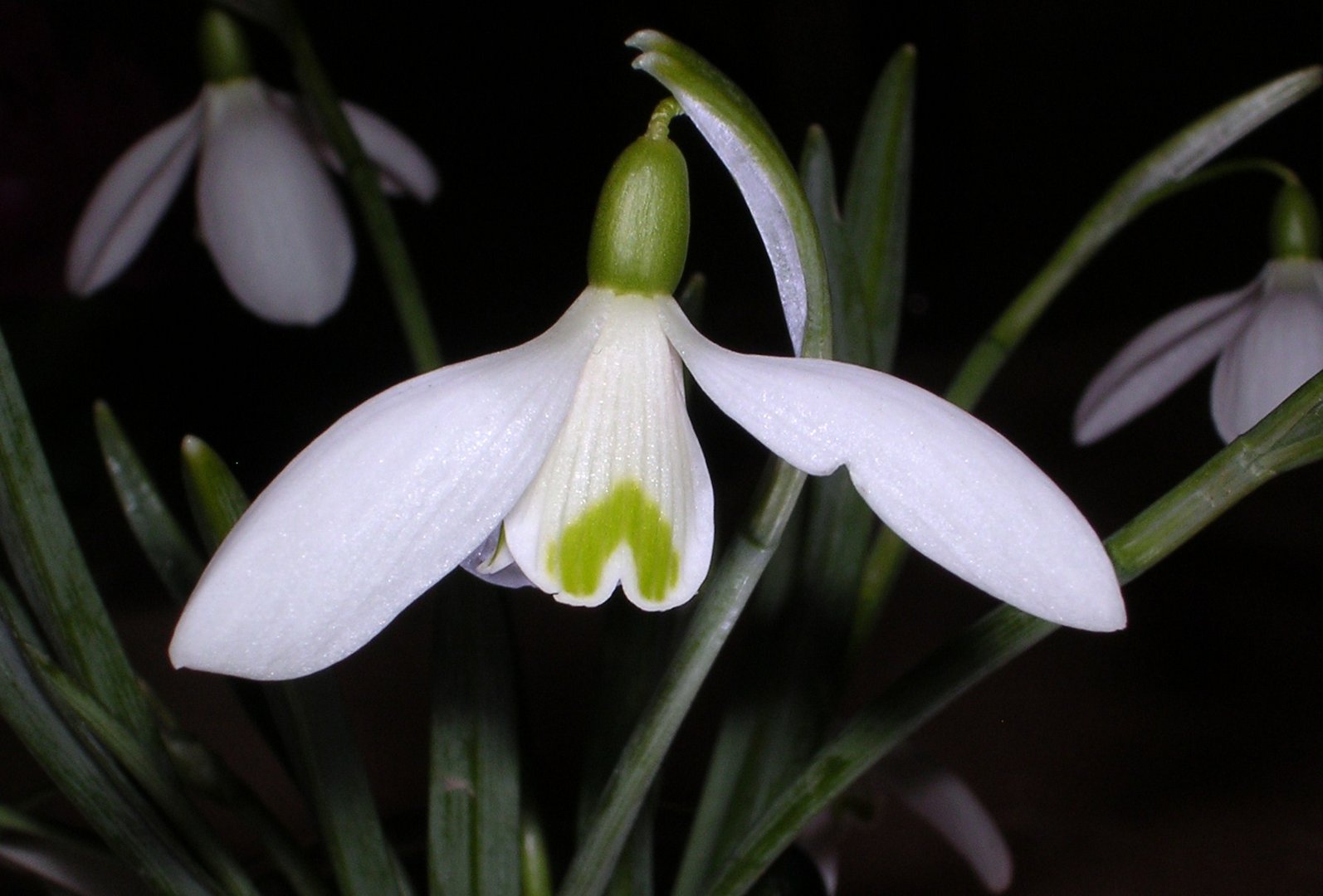 Frühlingsbote 2010