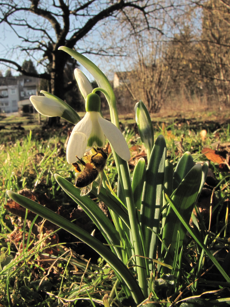 Frühlingsbote 2011