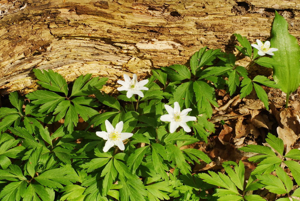 Frühlingsbote 20131